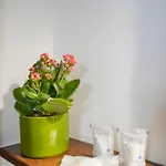 Trullimania 住宿加早餐酒店